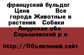 француский бульдог › Цена ­ 40 000 - Все города Животные и растения » Собаки   . Амурская обл.,Серышевский р-н